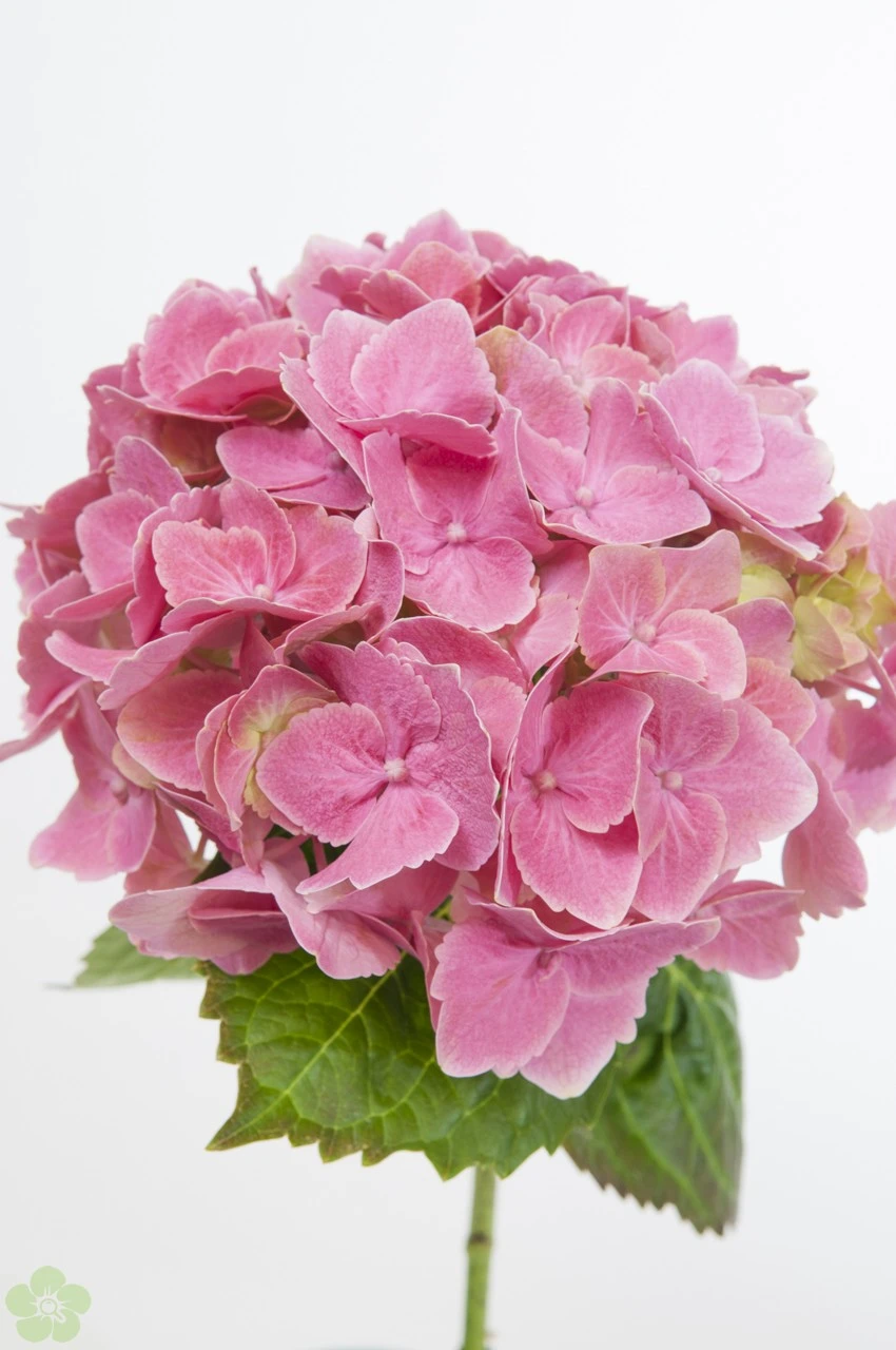 Hortensia rood.jpg